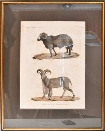 Hand Colored Goat and Sheep Engraving