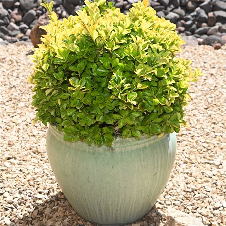 Potted Shrub