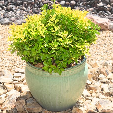 Potted Shrub