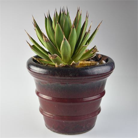 Agave in Ceramic Planter