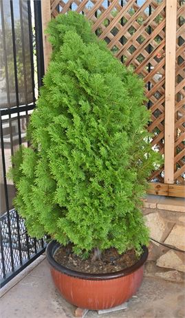 Potted Cypress Tree