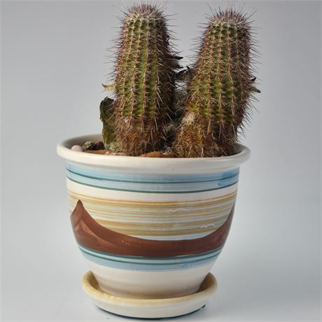 Cactus in Ceramic Pot