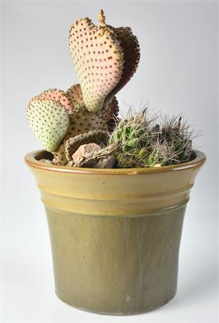 I Love Cactus