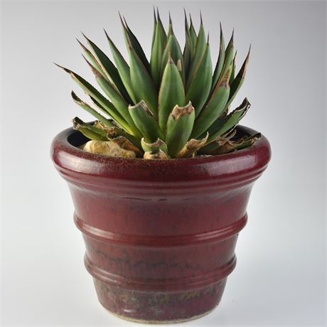 Agave in Ceramic Planter