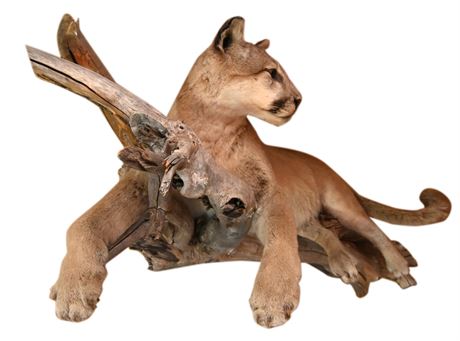 MOUNTAIN LION FULL-BODY MOUNT