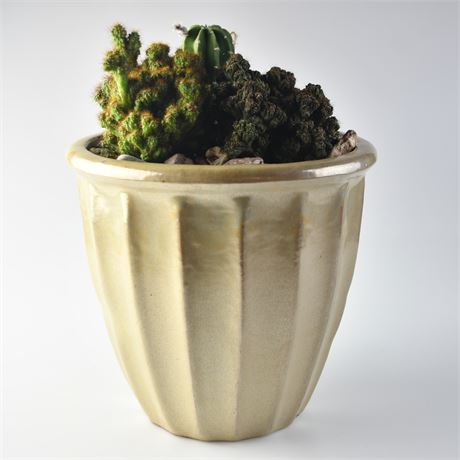 Cactus in Ceramic Planter