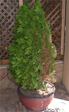 Potted Cypress Tree