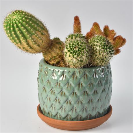 Cactus in Ceramic Pot