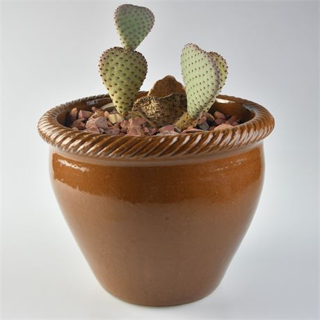 Cactus In Ceramic Planter