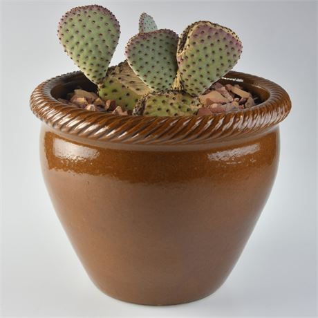 Cactus in Ceramic Planter