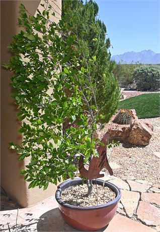 Potted Ficus Tree