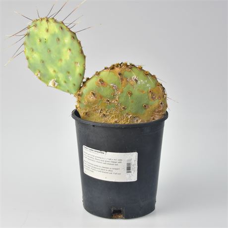 Cactus Starter Kit