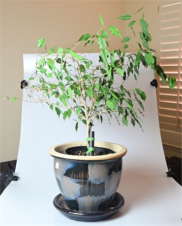 Potted Ficus