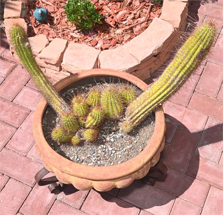 Cactus in Terracotta Pot