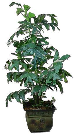 Faux Caryota Mitis Plant