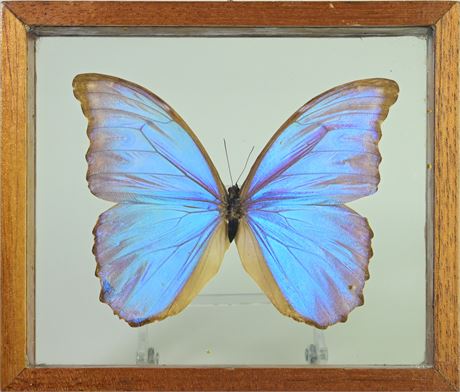 Wood Framed Butterfly