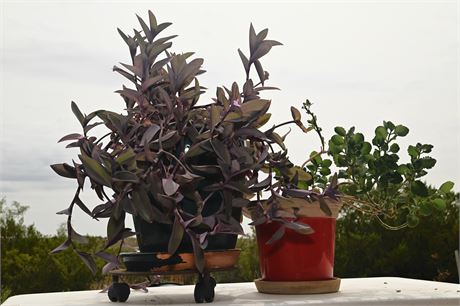 Pair of Potted Plants