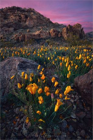 Wayne Suggs Acrylic Print