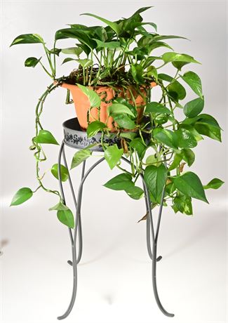 Live Plant in Plastic Pot
