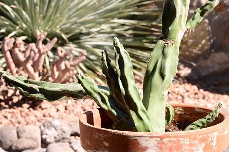 Live Potted Spineless Cactus