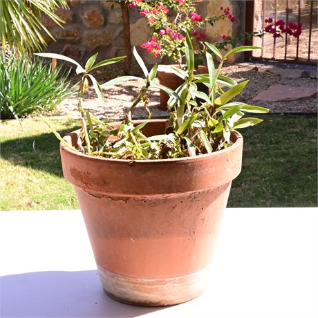 Live Potted Basket Plant