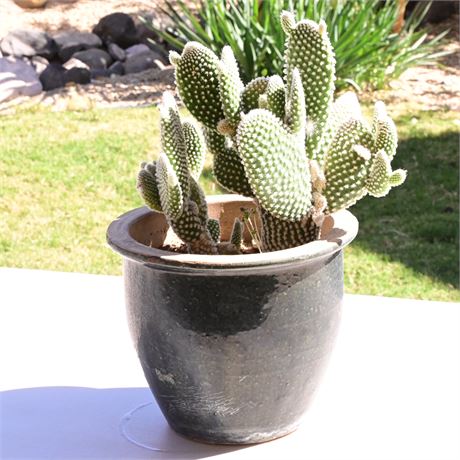 Live Potted Cactus