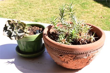 Pair of Live Potted Plants