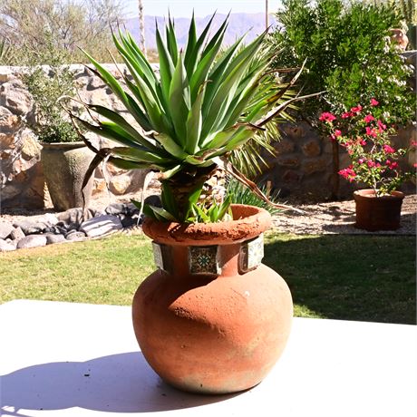 Live Potted Foxtail Agave