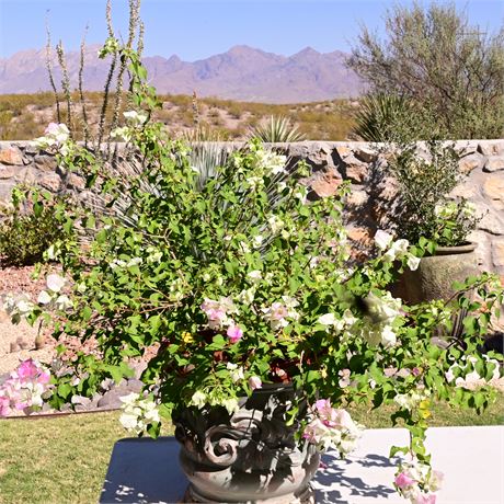 Live Potted Bougainvillea