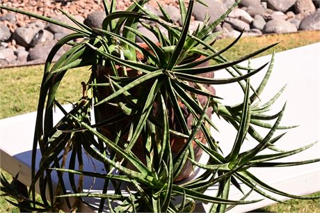 Live Potted Candelabra Aloe