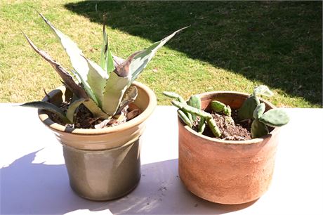 Live Potted Agave Salmiana