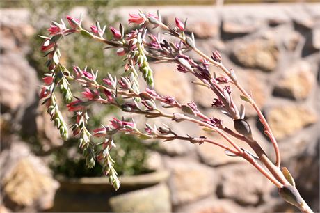 Live Potted Echeveria Succulent