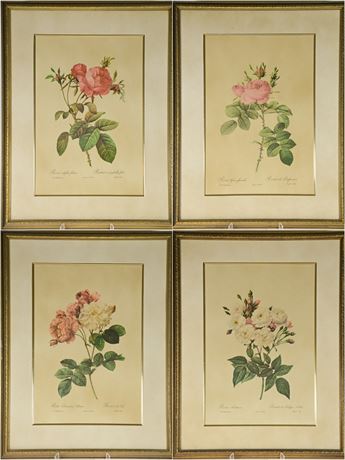 Set of 4 Rose Prints