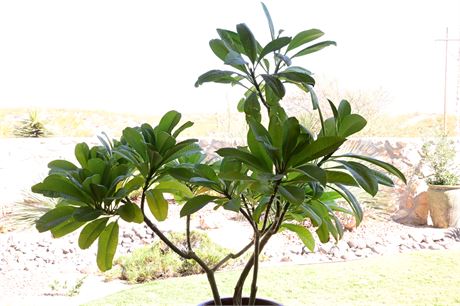 Live Potted Plumeria