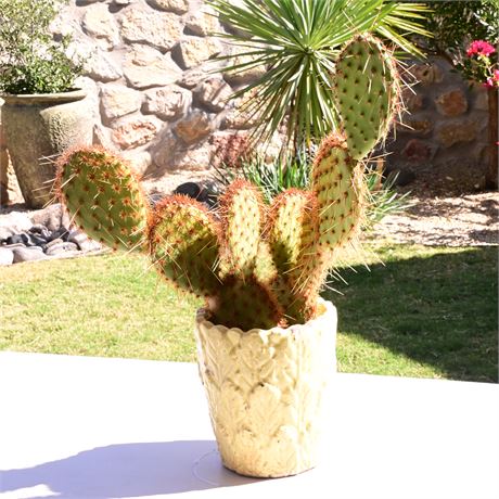 Live Potted Opuntia Azurea Cactus