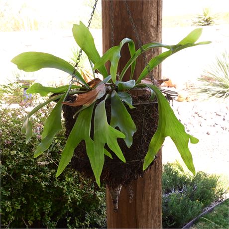 Live Staghorn Fern