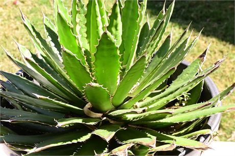 Live Potted McKelvey's Century Plant