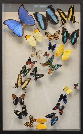 Jay Korsch Mounted Butterfly Display Case