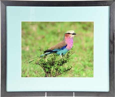 Framed Photo of a African Lilac-Breasted Roller